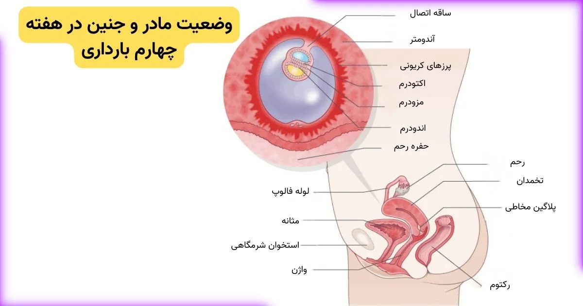 بخش های تشکیل دهنده بدن مادر به همراه رحم و موقعیت جنین در هفته چهارم است