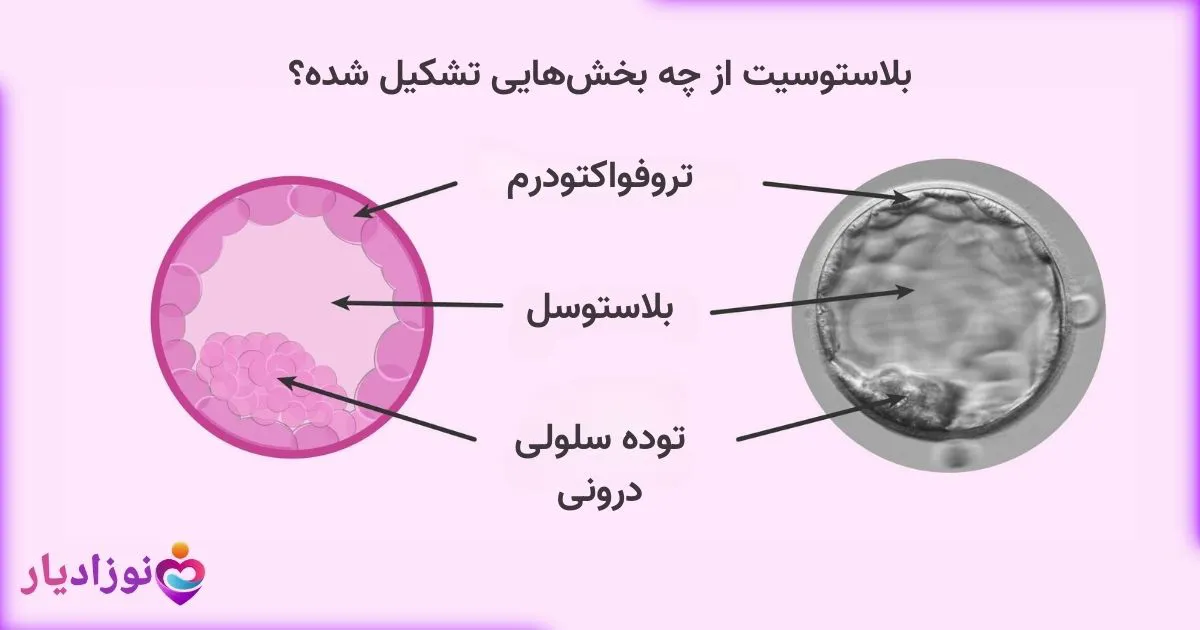 لایه های تشکیل دهنده بلاستوسیت که از سه بخش تشکیل شده است را نشان میدهد