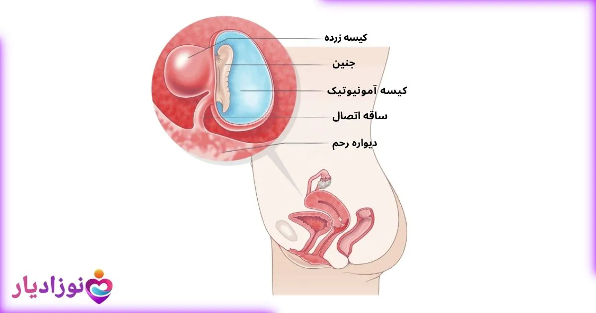 توضیح محل قرارگیری جنین در رحم